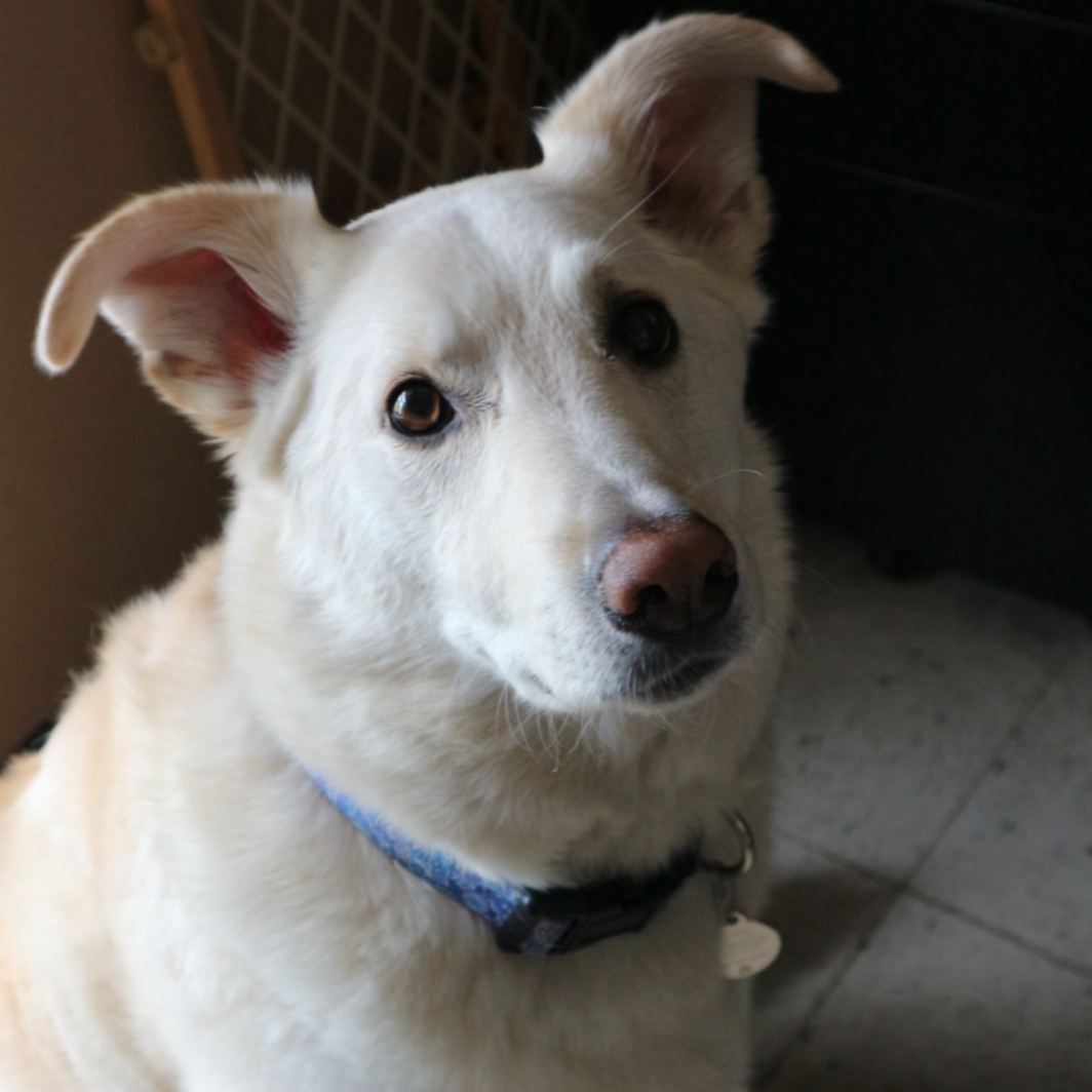 White dog with a blue collar sitting on a tiled floor.